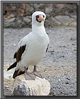 CLICK to enlarge image # 19