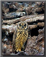 CLICK to enlarge image # 34