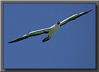 CLICK to enlarge image # 49