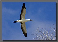 CLICK to enlarge image # 50