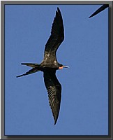 CLICK to enlarge image # 53