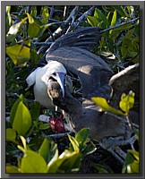 CLICK to enlarge image # 55