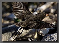 CLICK to enlarge image # 11