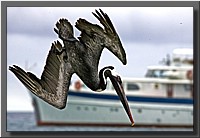 Birds of Galapagos 
(154 images)