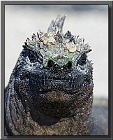 Animals of Galapagos
(70 images)