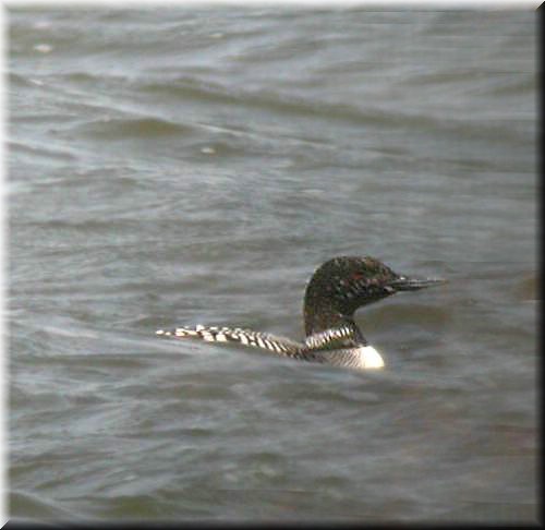 CommonLoon4339.jpg