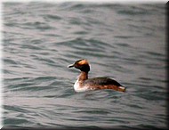 HornedGrebe4312.jpg