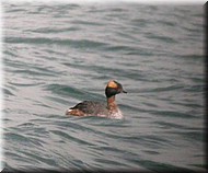 HornedGrebe4314.jpg