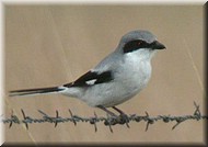 LShrike4239.jpg