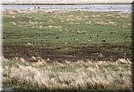 YHBB-field4225.jpg