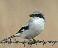 Loggerhead Shrike