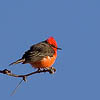 Vermilion Flycatcher