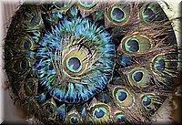 CLICK to enlarge image

Image ID: IMG_1497