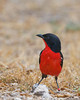 Crimson-breasted Shrike