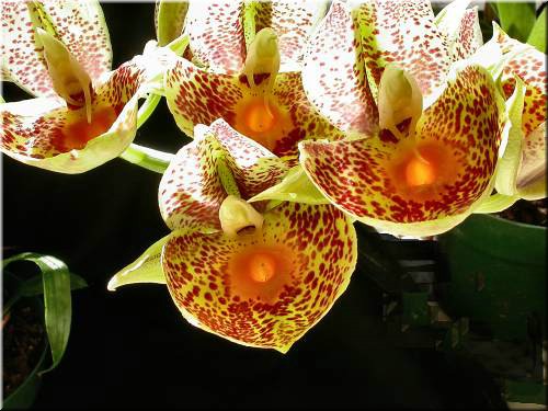 Ctsm Orchidglade.jpg