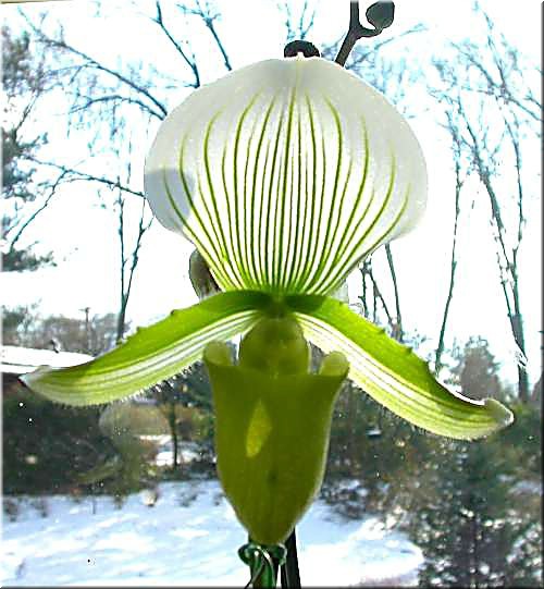 Paph  Rothshildanum x Virgo.jpg
