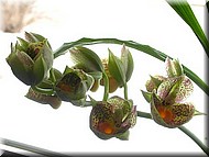CatasetumOrchidglade1.jpg
