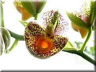 CatasetumOrchidglade2338.jpg