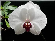 DtpsLihJiangBeauty.jpg