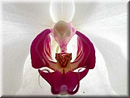 DtpsLihJiangBeauty2200.jpg