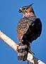 Ornate Hawk-Eagle