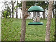 RedSquirrel4256.jpg