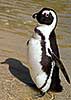 Jack Ass Penguin