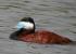 Ruddy Duck, male