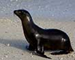 Sea Lion