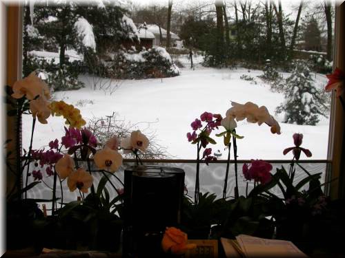 Kitchenwindow2525.jpg