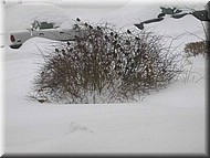 HappyHouseSparrows2522.jpg