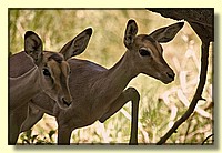 CLICK to enlarge image # 15