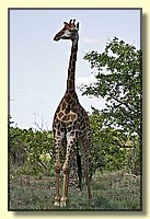 CLICK to enlarge image # 16