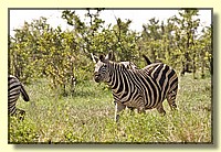 CLICK to enlarge image # 19