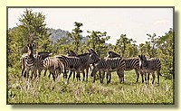 CLICK to enlarge image # 20