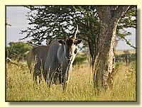 CLICK to enlarge image # 23