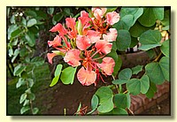 CLICK to enlarge image CRW_8785