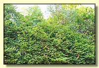 CLICK to enlarge image CRW_8786