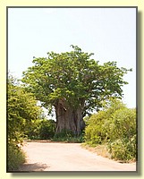 CLICK to enlarge image CRW_8791