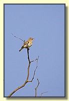 CLICK to enlarge image # 11