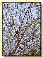 CLICK to enlarge image # 21