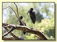 CLICK to enlarge image # 26