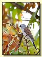 CLICK to enlarge image # 27
