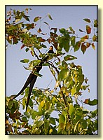 CLICK to enlarge image # 28