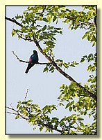 CLICK to enlarge image # 31