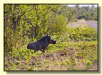 CLICK to enlarge image # 33