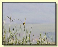 CLICK to enlarge image # 221