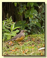 CLICK to enlarge image # 27