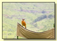 CLICK to enlarge image # 28