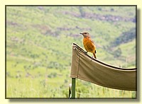 CLICK to enlarge image # 29